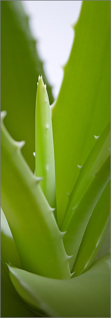 Aloepflanze
