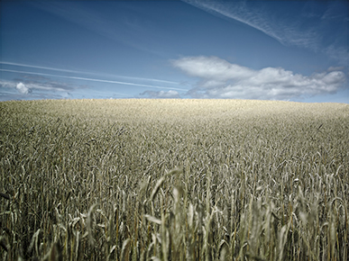 Rügen Kornfeld 1