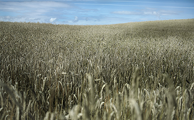 Rügen Kornfeld 2