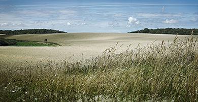 Rügen Kornfeld 3